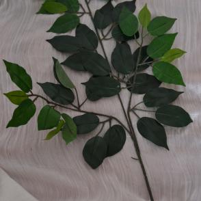 ficus zeleny